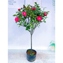 軨ͥԺͺֲͶɽ軨辰͵ļ趬