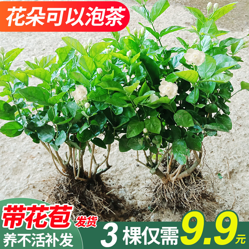 茉莉花盆栽白色鲜花绿植老桩四季花植物室内花浓香虎头茉莉花苗 种苗花卉网