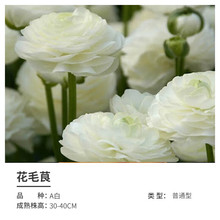 ��ëݢ�N����ĵ������N���Ѷ������޸������̨����ͥԺ