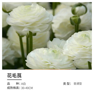 Ranunculus Bulbs, Peony Bulbs, Seeds, Perennial Root Florals, Balcony Potted Courtyard