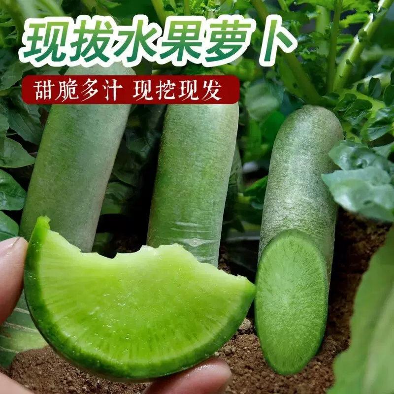 【测试专用】山东水果萝卜新鲜