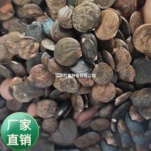 批发紫藤种子 紫藤  垂吊爬藤观花树  大藤本植物 紫藤是乔木观赏