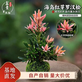 �tѿ�_�h��̦�\������30-50cm �Gֲ �Ҿ��T�������b��k����ُ