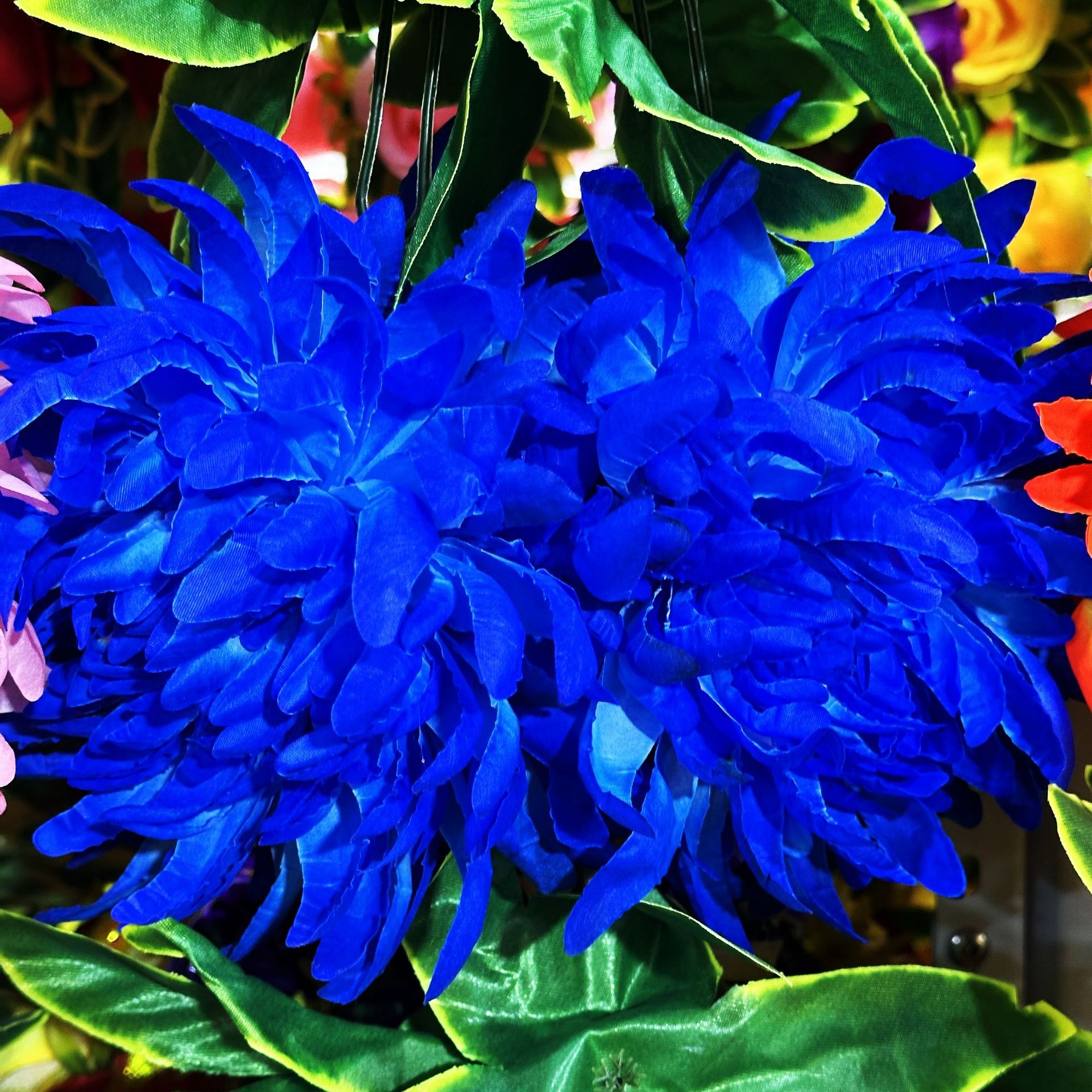 Blue, 2.5meter