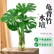 龟背竹水培植物室内客厅四季常青观叶绿植物老桩大叶好养净化空气