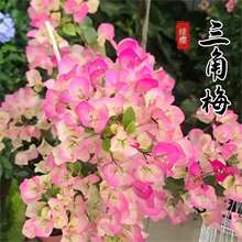 ����÷���Դ��玧���҃������پGֲ����B�ͺ�÷�����ļ��_��