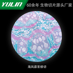 Haifengreng stem cross-cutting university medical college histopathology paraffin slide specimen microscope
