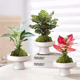 苔藓球水培植物铂金钻客厅室内水养绿植办公室花卉盆栽四季好养活