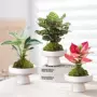 盆栽水养植物客厅花卉