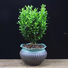 �f��������ͥԺ����ȸ���S������辰���羰�^�c�Yȸ���ļ��L�࣬