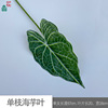 18 white -headed taro leaves 18 heads of water Guanyin Engine