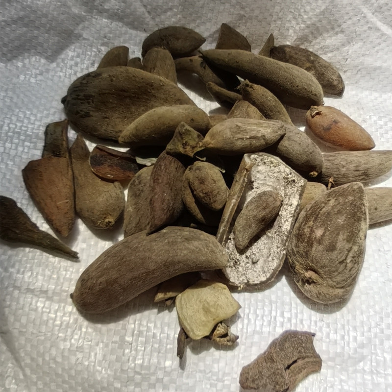 批发 五倍子 文蛤 百虫仓 散装称重