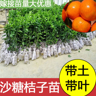 ���ڼ޽ӏV��ɳ�ǽ��Ә������ĕ�ɰ���������Ը��ٹ����Ϸ��Nֲ