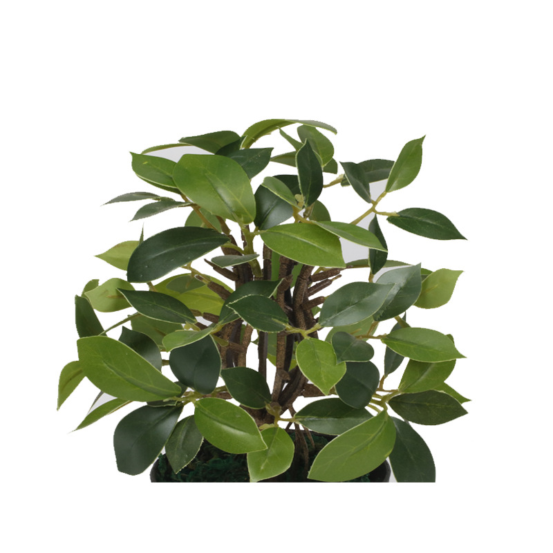 XRS-155 迷你榕叶3号盆栽135叶0 (3).jpg