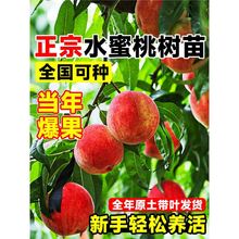 ˮҘ綬ҹϷ̨ԷNֲY޽ӻ