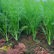 С��������r�ؼ���Ʒɽ�|��ȝ����������]���r�߲ˉİ��r������