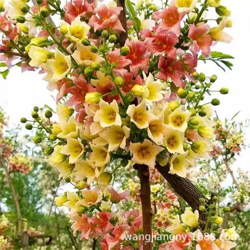 Wenguan Saplings, Champion Flower Trees, Wenguan Flower Trees, Wenguan Red Flower Saplings, High Adaptability Wenguan Fruit Saplings Wenguan Saplings, Champion Flower Trees, Wenguan Flower Trees, Wenguan Red Flower Saplings, High Adaptability Wenguan Fruit Saplings