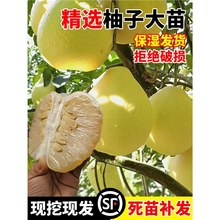柚子树苗嫁接大苗沙田红心蜜柚果树苗暹罗红柚南北方种植保湿发货