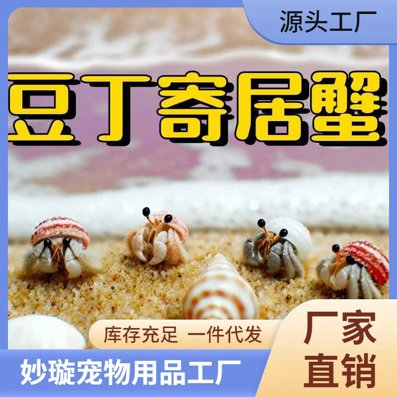 Набор для разведения морских раковинок Bean Dinky Hermit Crab, маленькие живые раковинки Bean Dinky Hermit Crab, детские настольные питомцы, другие