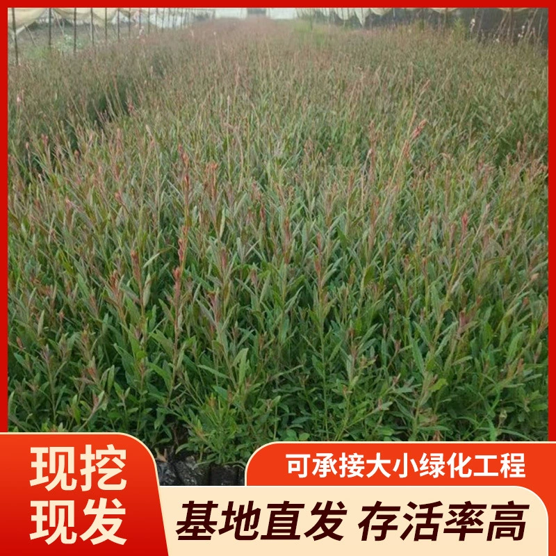 База оптом поставляет большое количество водного гиацинта и водной ивы, водных растений с высокой выживаемостью и прочными корнями.