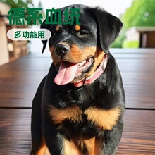 德系罗威纳活体狗大型军警犬护卫犬搜救犬缉毒犬工作犬护卫犬宠物