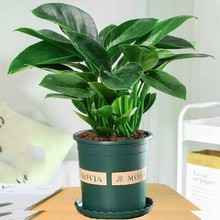 �������ֲ��G�}�jˮ��Gֲ�f���໨�ܶ����k���҃������׺��B