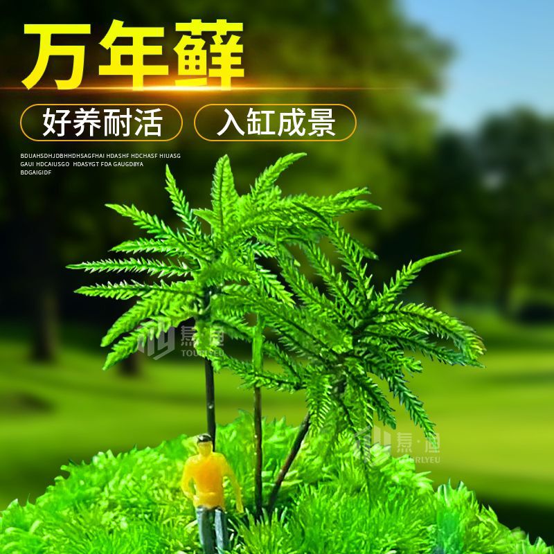 Evergreen Moss, Aquatic Plants, Moss Palms, Fresh Moss for Fish Tanks, Aquariums, Ecological Bottles, Rain Shower Tanks, and Landscaping Water Plants Evergreen Moss, Aquatic Plants, Moss Palms, Fresh Moss for Fish Tanks, Aquariums, Ecological Bottles, Rain Shower Tanks, and Landscaping Water Plants
