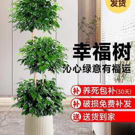 幸福树盆栽植物办公室内好养盆景净化空气吸甲醛绿植客厅摆放