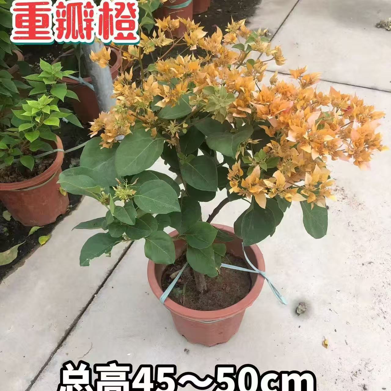 详情图