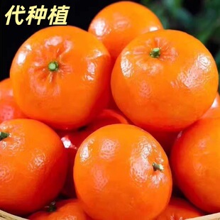 ��Ʒ�V���ָ� Ƥ����֭���������Nֲ��������l��