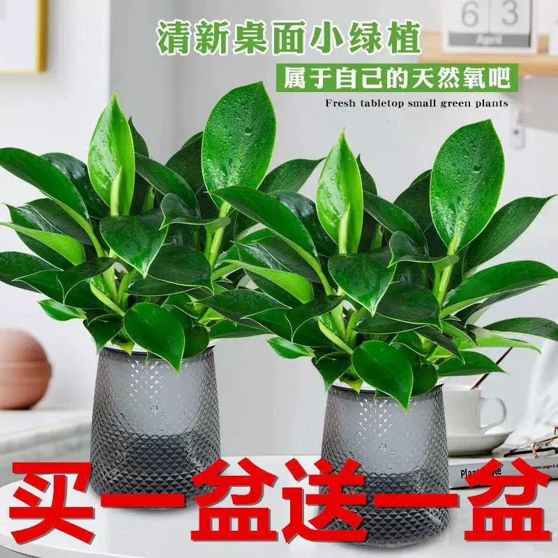 Купите один, получите один бесплатно, большой лист, золотой бриллиант, зеленый принцесса, гидропонное комнатное легко выращиваемое зеленое растение в горшке с серым гидрогелевым горшком для всех сезонов
