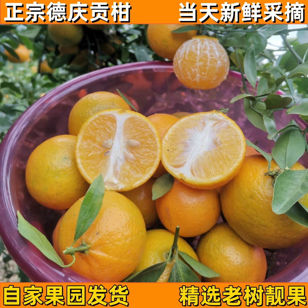 批发10斤装正宗德庆皇帝柑贡柑新鲜绿色水果现摘柑橘桔子手剥橙子