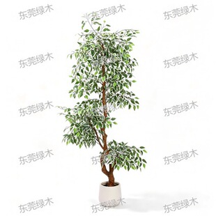 Artificial Variegated Ficus Tree ��߅�ŷ����