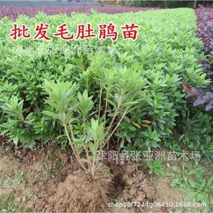 ë�N��ͥԺ����ľ���� �o�¹�ľ�G�����Դ��Në���Nӳɽ�t�����l