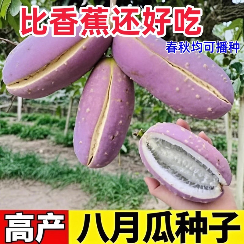 野生八月瓜种子紫果八月瓜爬藤植物水果蔬菜种子丝瓜玉米新鲜