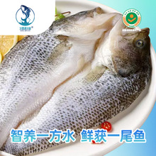 水霖清水鱼（无农药残重金属、土腥味）淡水鲈鱼鲜活宰杀开背开肚