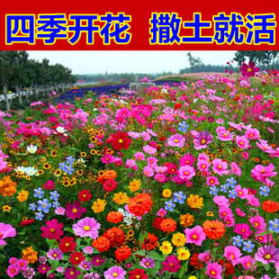 Wildflower Combination Flower Seeds Cosmos Flower Seeds All Year Round Sowing Blooming Gesang Flower Seeds Sunflower Seeds