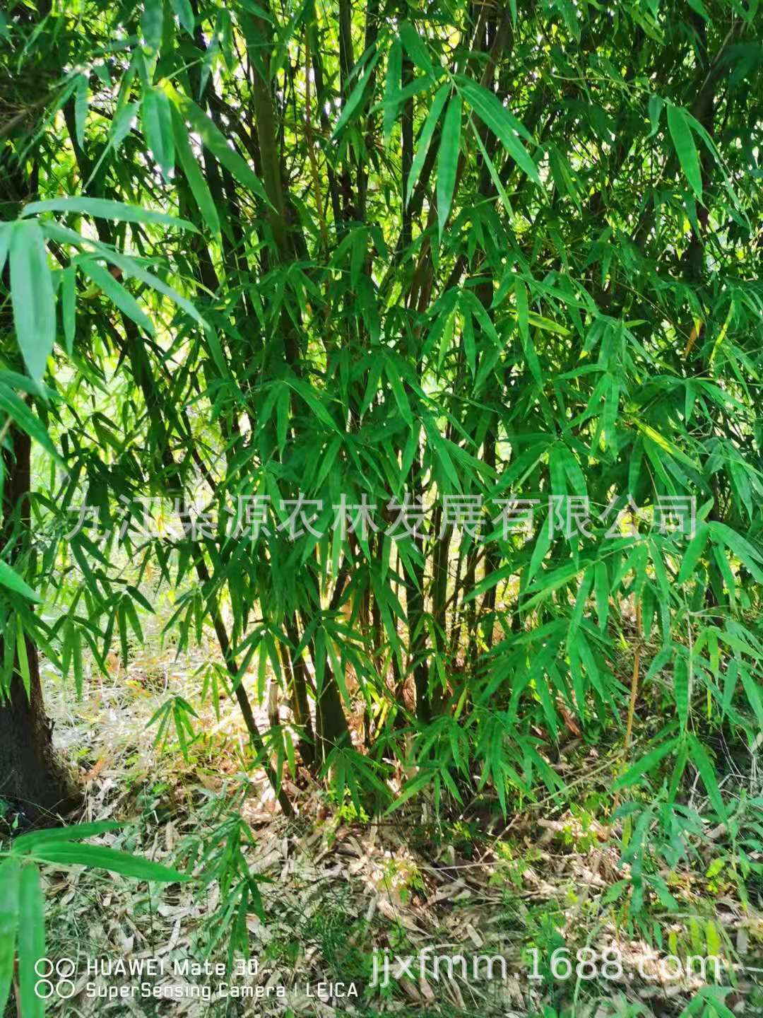 【大量】竹子水竹 青皮竹 毛竹 罗汉竹 刚竹 紫竹 实心竹 窝竹-阿里巴巴