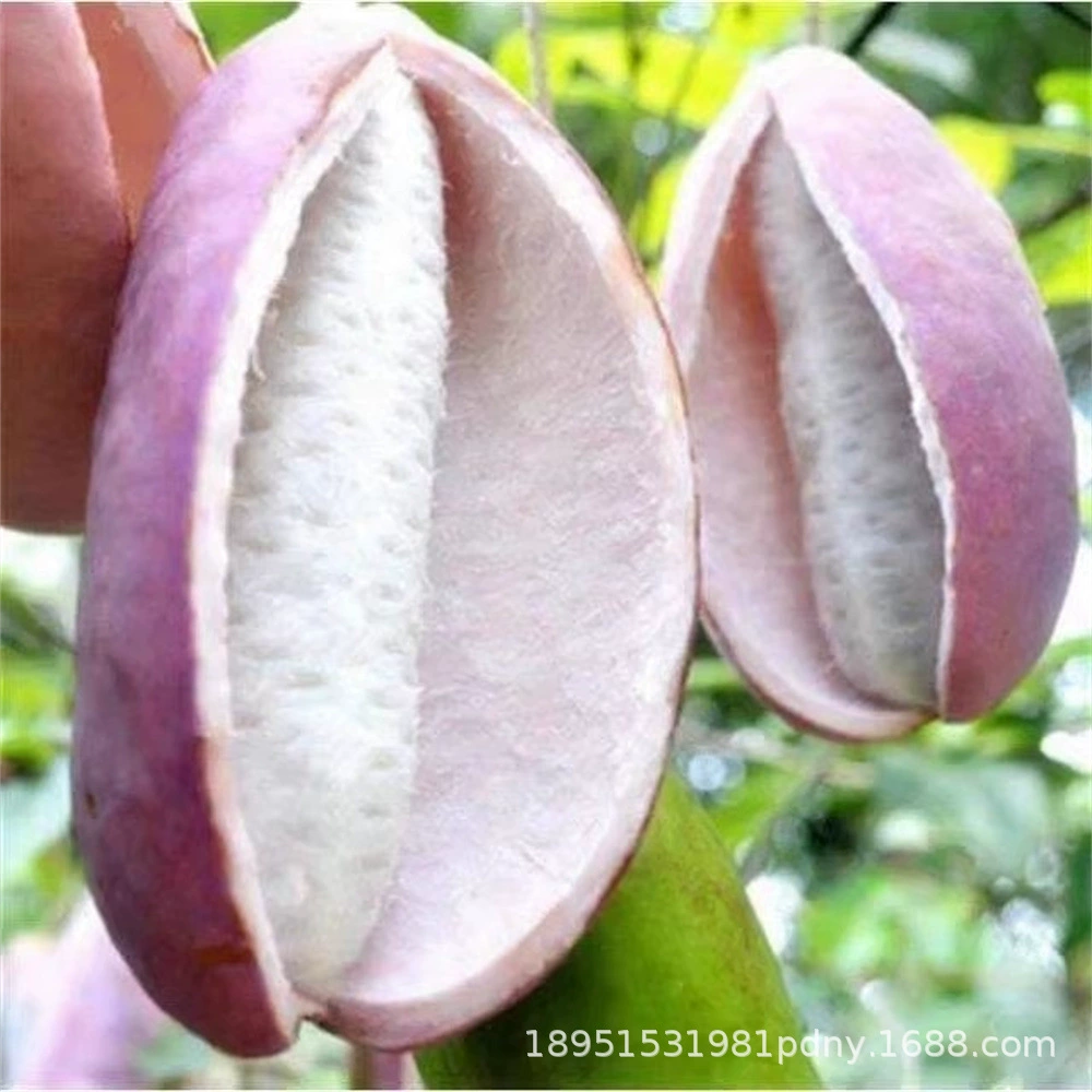 Розовый Фрукт Август Рассада Дыни Август Дыня Рассада Август Жареный Акебия Трифолята Предиктор Дикие Фрукты Август Дыня