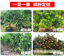 青皮蜜桔橘子树苗阳台地栽种植高产盆栽矮化果树苗广西无籽冰糖桔