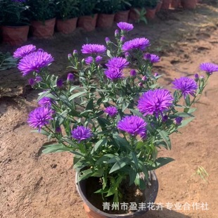 Shandong Danish Aster Potted Plant Base Wholesale Perennial Road Greening Seasonal Grass Flower Multi-Bud Aster