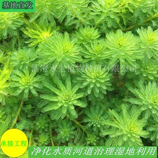 Pink and Green Stachys Floating Plants Are Mostly Used for Artificial Floating Island Landscaping and Water Quality Purification Please Consult before Placing an Order
