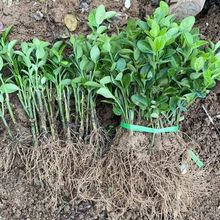 ���~Ůؑ�����S��С���lì�ٱ���ľ�������l�������ԾG���h����ľ