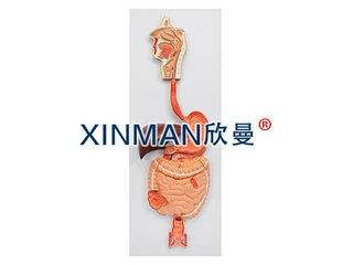 医学人体消化系统模型