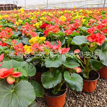 �����Ļ��� õ�庣�Ķ�ɫ���Ի���  ͥԺ�Ҿ��^�p�Gֲ�F