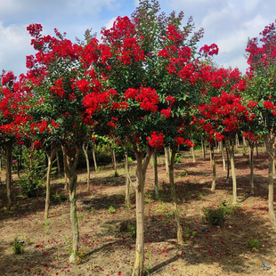 Hundred-Day Red Crape Myrtle Saplings, Cold-Resistant Greening Project Seedlings, Garden Ornamental Flower Plants, Ground-Planted Red Rocket Crape Myrtle Trees