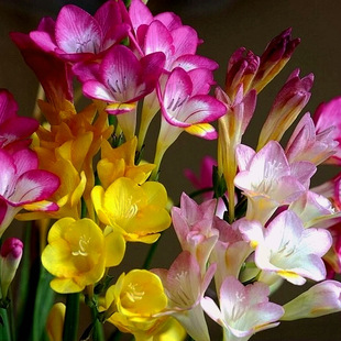 Fragrant Snow Orchid Bulbs, Freesia Potted Indoor and Outdoor Florals, Easy to Feed, Four-Season Flowering and Cold-Resistant Plant Seeds