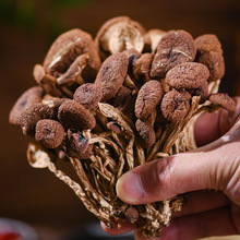 云南黑帽茶树菇批发茶树菇干货源头基地直供散装干蘑菇大货供应