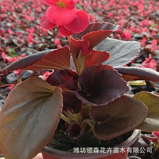 �ļ������҃�ͥԺ�ļ��_���ﺣ�Ĳ�������ذ� �ļ��������Ի�