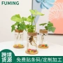 办公室家庭桌面植物花盆